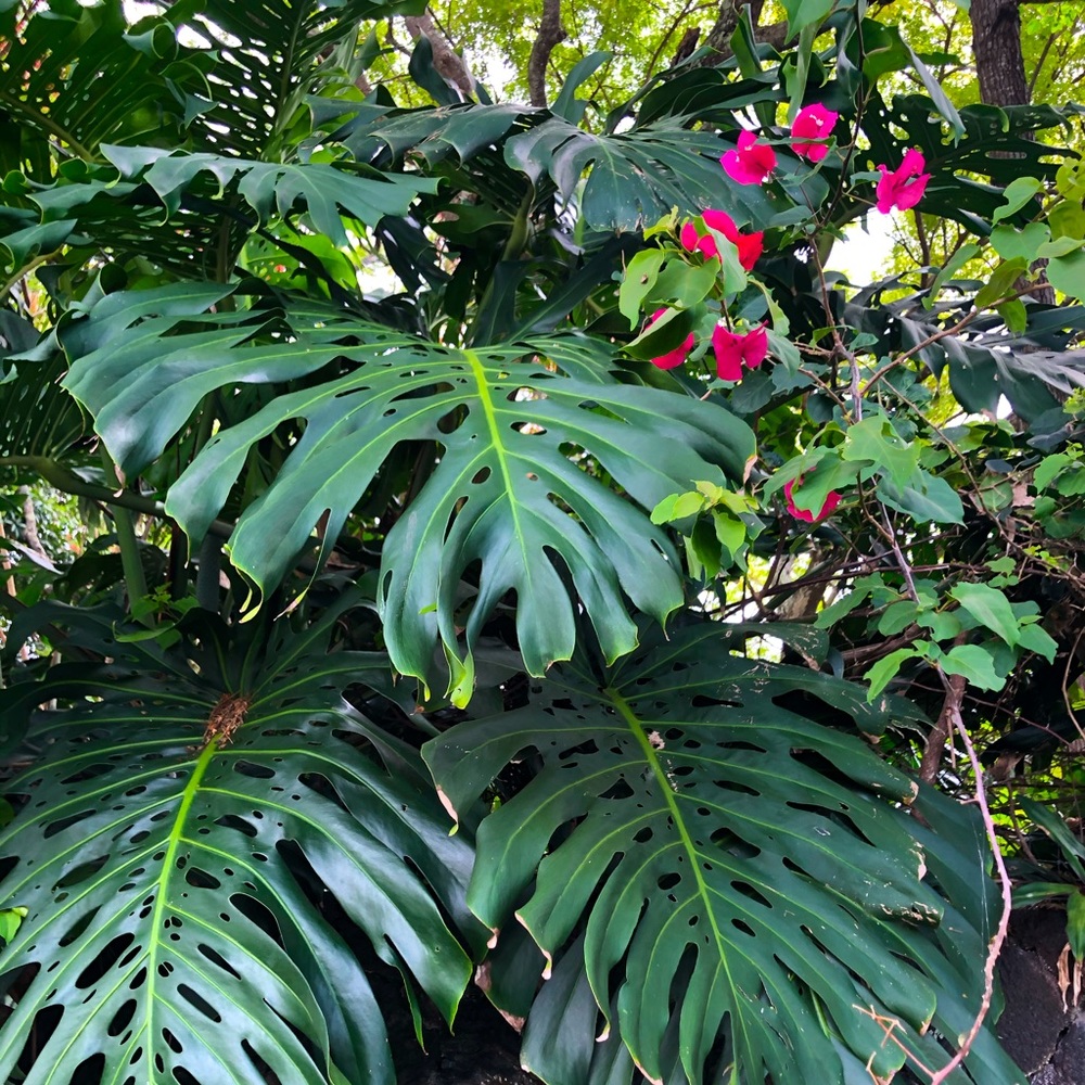 ✨bundle🌴